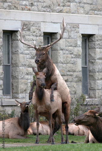 Elk Mating on the Court House Lawn