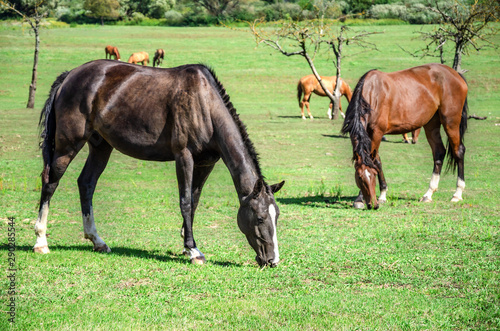 Grazing on the racehorses. © Tanya Rozhnovskaya