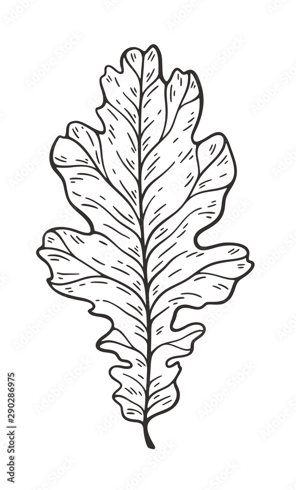 Fototapeta premium Falling leaves vector illustration. Decorative graphic black outline autumn leaves collecton isolated on white background. Hand drawn organic lines