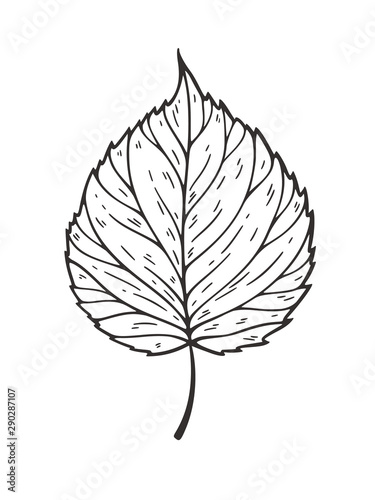 Falling leaves vector illustration. Decorative graphic black outline autumn leaves collecton isolated on white background. Hand drawn organic lines