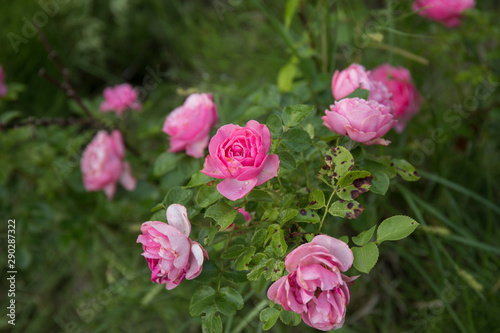 Sick rose bush, damaged by various diseases and pests photo