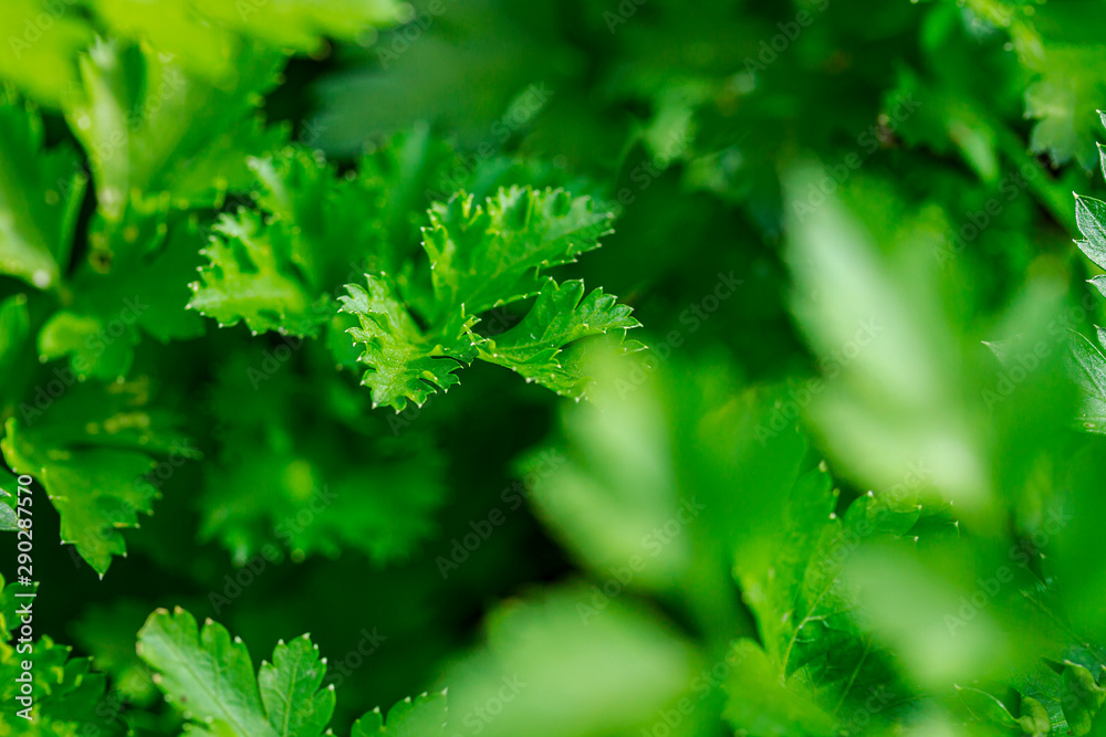 Bright green parsley leaves in the morning sun. Close-up, shallow depth of field, space for text - ideal for packaging design, suitable for window dressing. Bright green parsley leaves in the morning sun. Close-up, shallow depth of field, space for text - ideal for packaging design, suitable for window dressing.