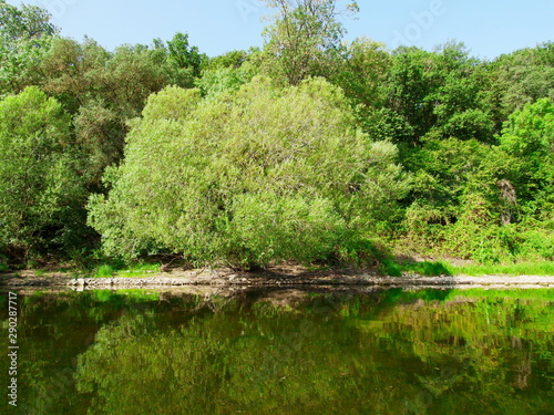 Willow on the river bank