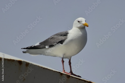 Seagull standing on the ship on cloudy sky background closeup.