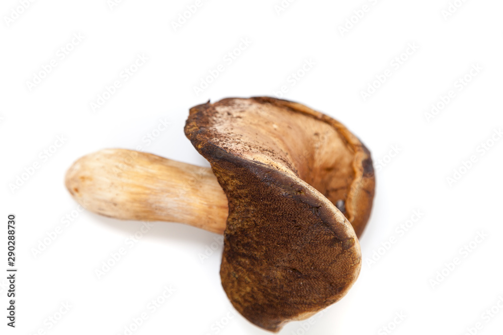 White mushroom with wavy hat on white background White mushroom with wavy hat on white background
