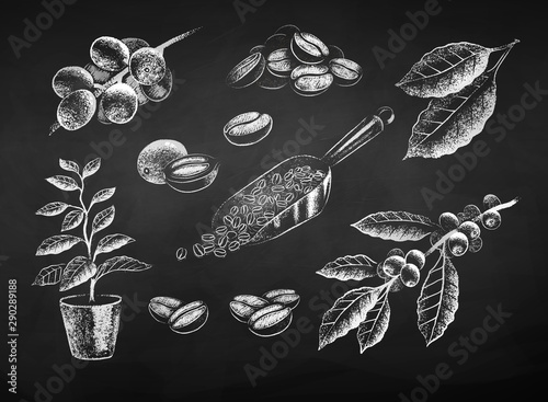 Chalk illustrations of coffee leaves and beans