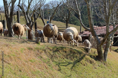 rebanho de ovelhas photo