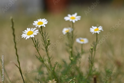 Kamille (Matricaria) © summersum