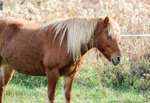 Pony mare in field