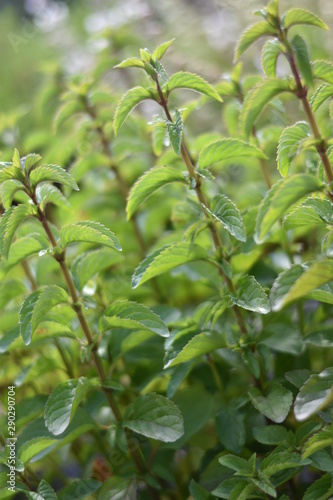 Zitronenminze  Mentha gentilis 