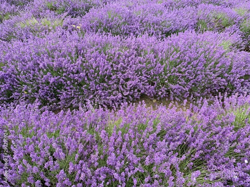 field of lavender flowers