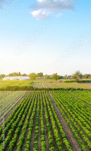 Rows   plantation of young pepper on a farm on a sunny day. Growing organic vegetables. Eco-friendly products. Agriculture land and farming. Agro business. Ukraine  Kherson region. Selective focus