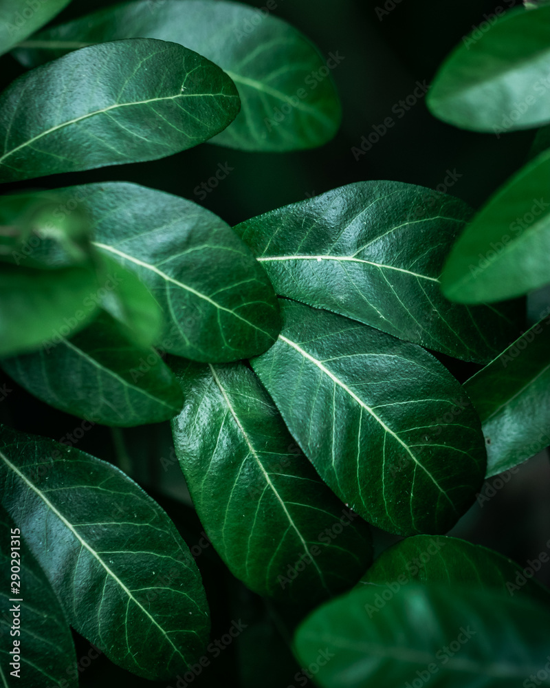 green leaves background green leaves background