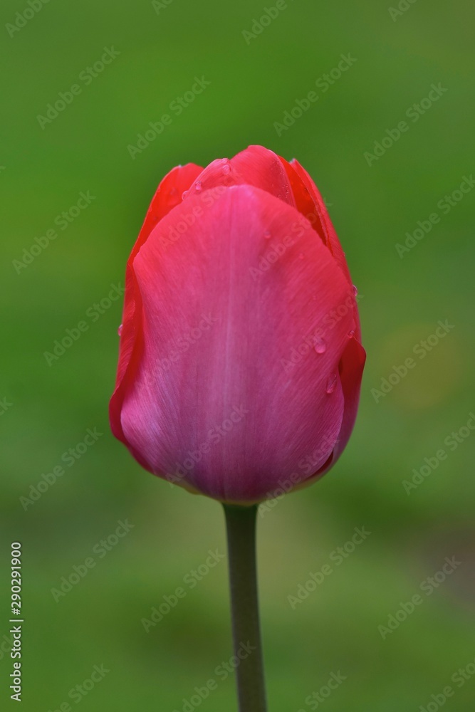 Naklejka premium tulip on green background