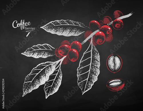 Chalk drawn coffee branch and berry
