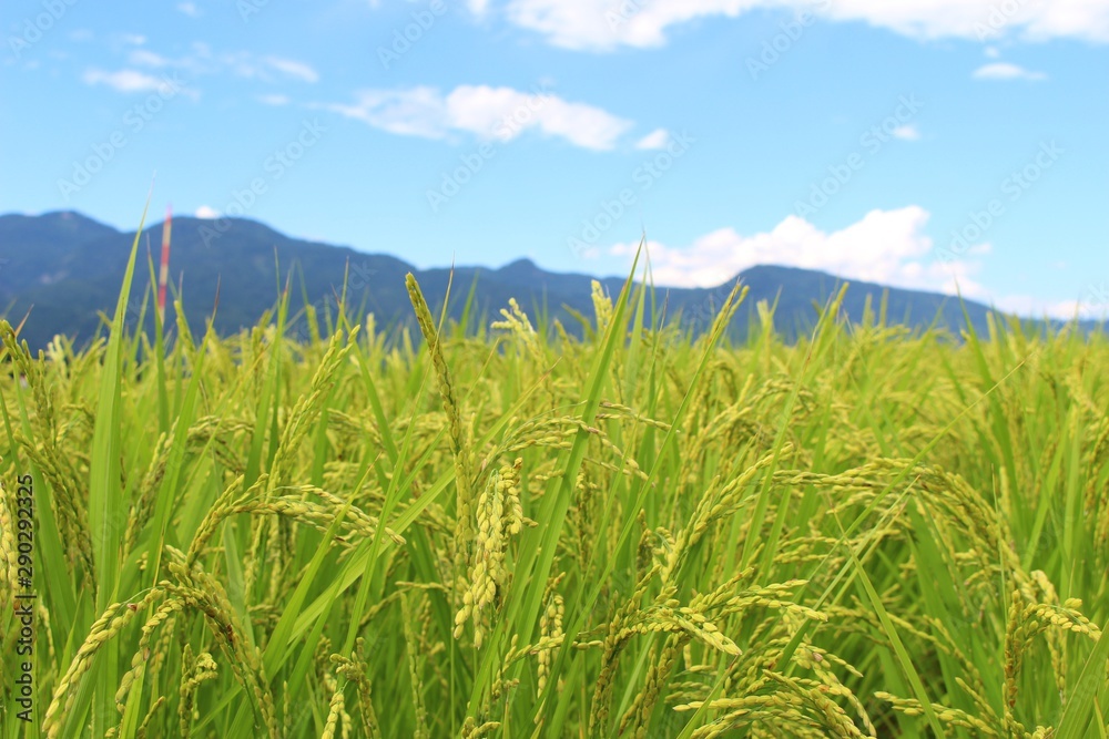 Obraz premium 魚沼産コシヒカリの稲穂