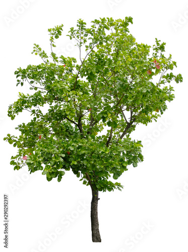 Beautiful tree isolated on white background. Suitable for use in architectural design or Decoration work. Used with natural articles both on print and website.