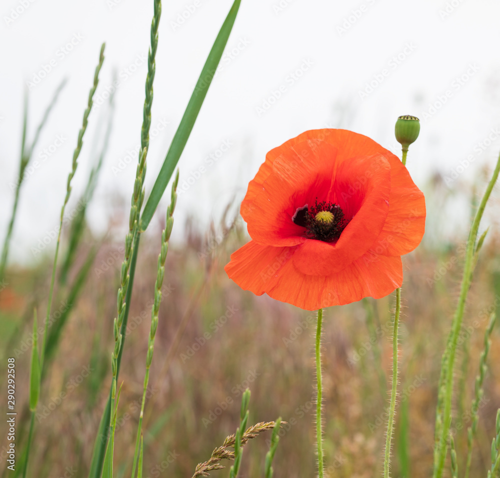 Naklejka premium Red poppies in the morning light. Polyana with red poppy flowers on a green blur background. A lonely poppy flower. Field of poppies