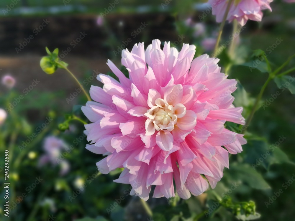 Fototapeta premium pink flower in the garden