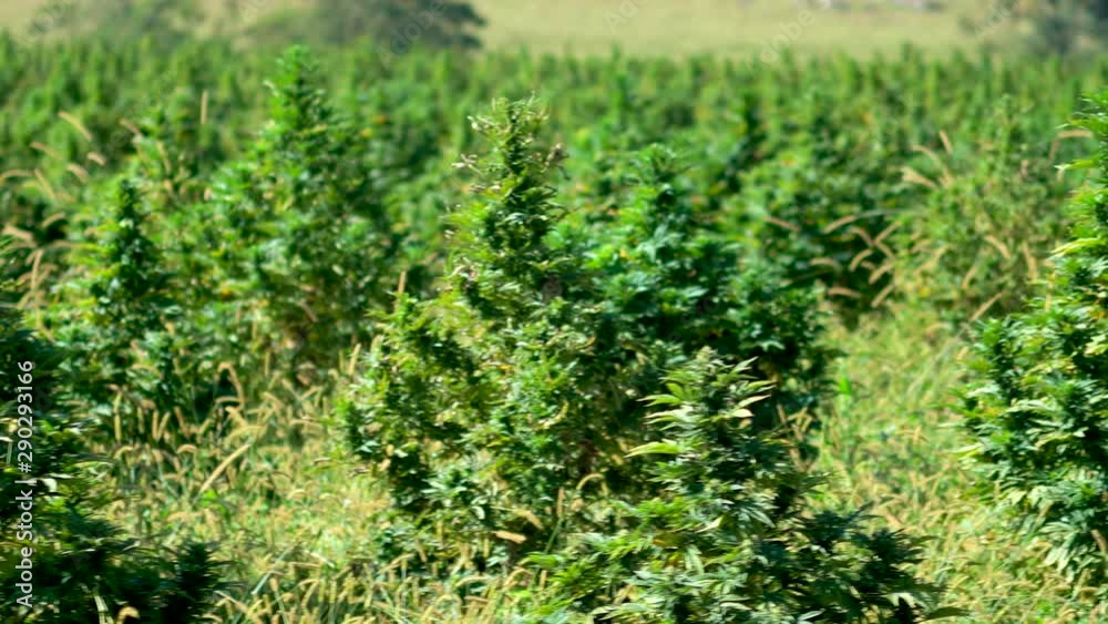 Closeup dolly shot moving to the right of hemp plants on a research farm. Closeup dolly shot moving to the right of hemp plants on a research farm.