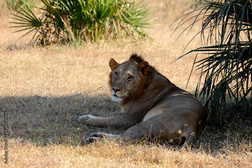 African Lion in shade. photo