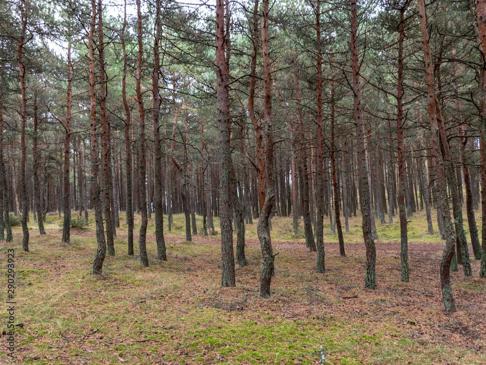 Fototapeta premium beautiful pine forest, forest path, summer day