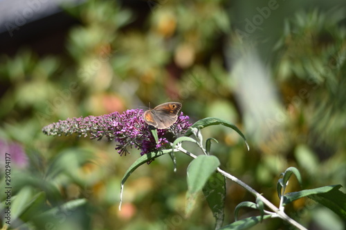 Sommerflieder mit Schmetterling photo