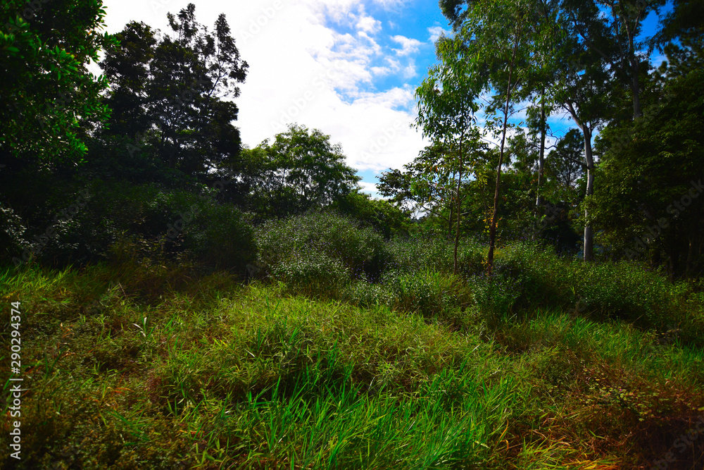 Fototapeta premium ケアンズの自然