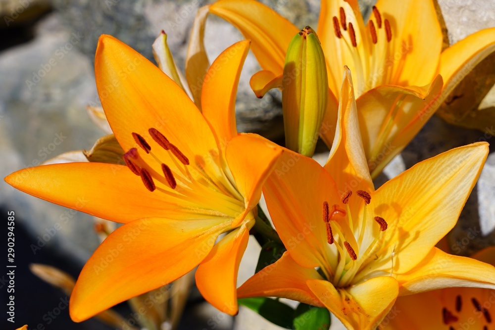 Red, orange and yellow Asiatic lily flower growing in the garden Red, orange and yellow Asiatic lily flower growing in the garden