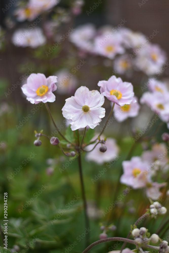 Blühende Herbst-Anemone (Anemone hupehensis) Blühende Herbst-Anemone (Anemone hupehensis)