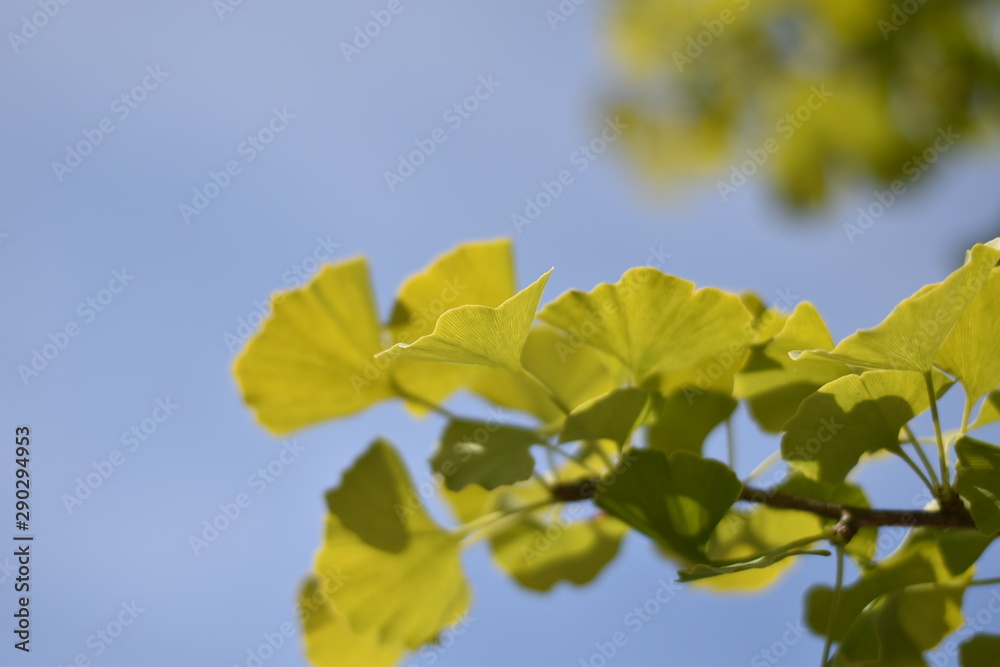 Ginkgo biloba Ginkgo biloba