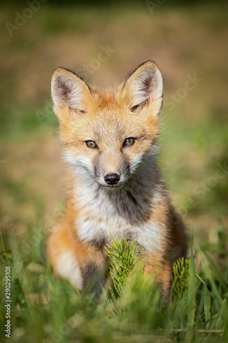 Red fox kit © Brittany