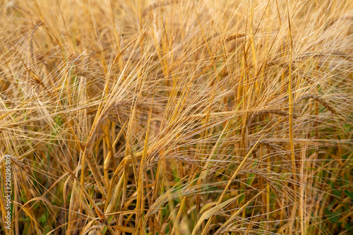 Summer wheat field, farm concept © Olha Afanasieva
