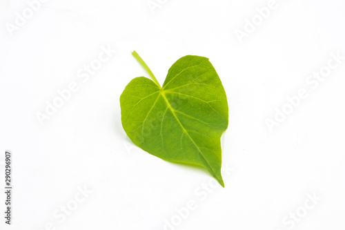 Sweet potato leave in use as vegetable in white background