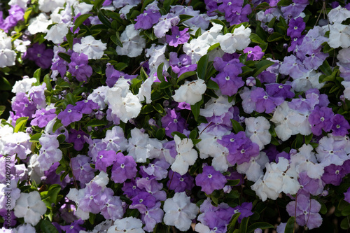 Yesterday-today-tomorrow plant blossoming 