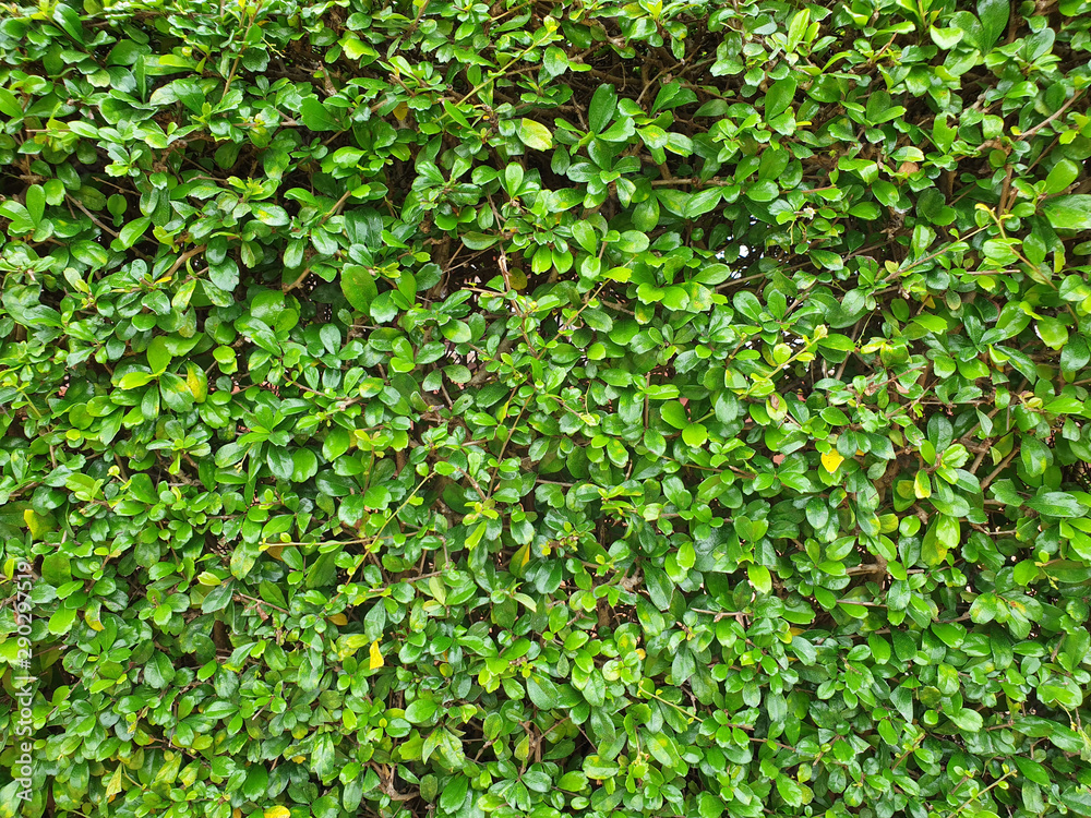 green leaves Background and texture with copy space green leaves Background and texture with copy space