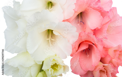 Fototapeta Naklejka Na Ścianę i Meble -  gladiolus flowers isolated