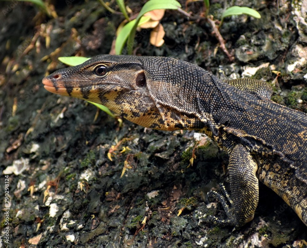 Fototapeta premium Head of a monitor lizard climbing a tree