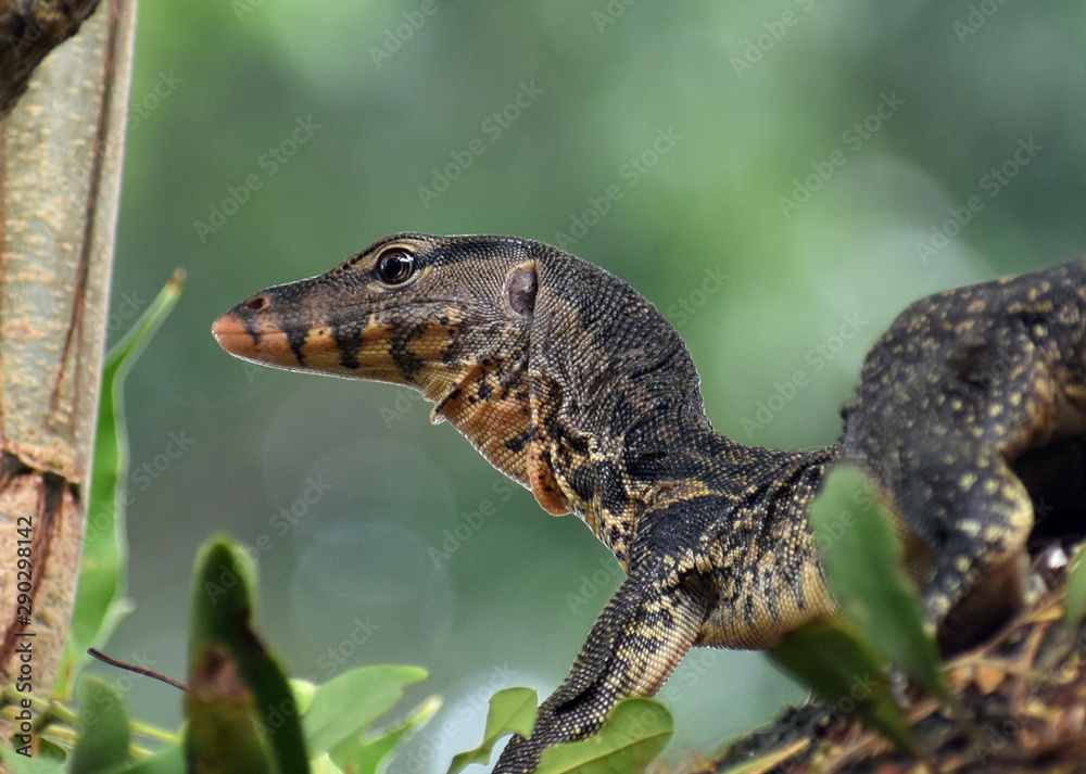 Obraz premium Close up of a monitor lizard climbing a tree