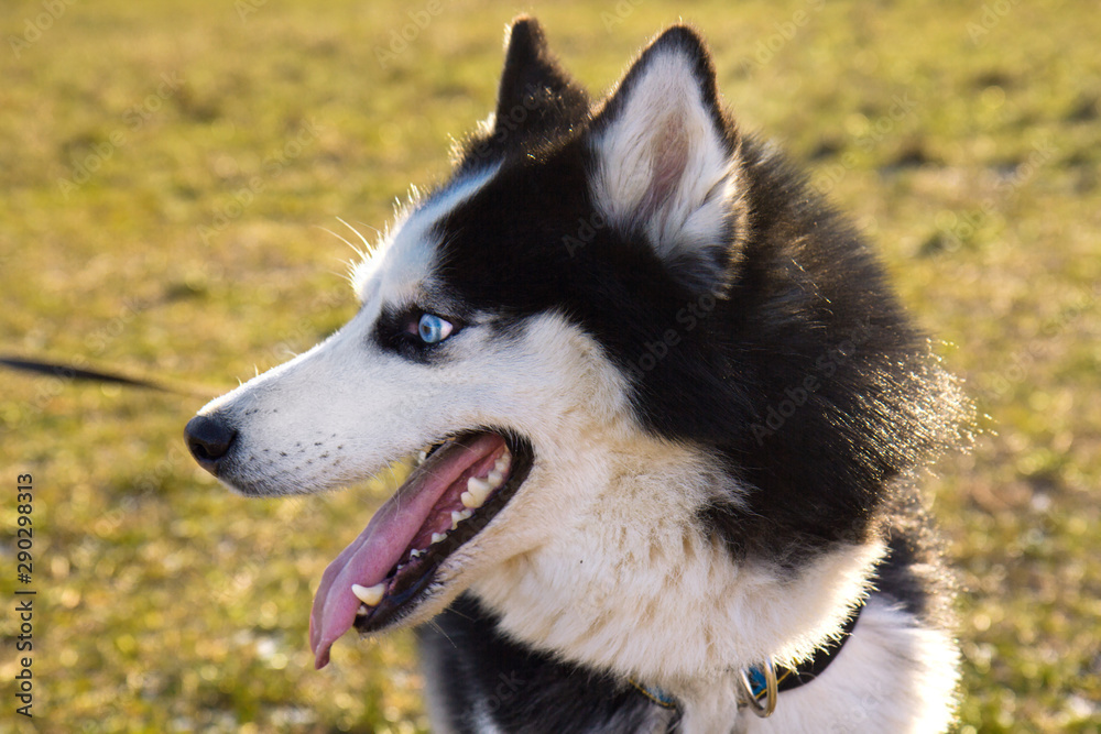 Obraz premium Happy cute Husky dog black and white