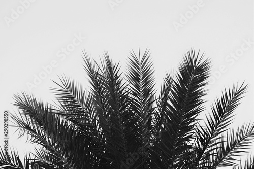 Date palm tree  Famagusta  Cyprus