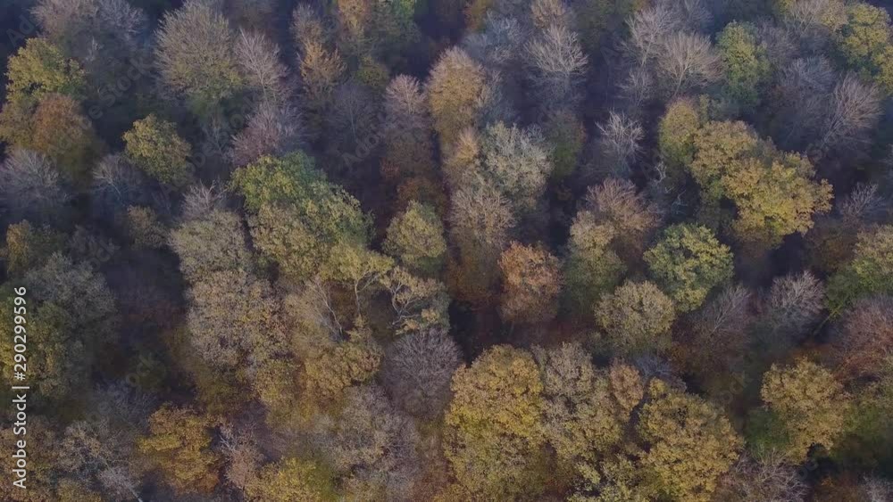 automne foret bois paysage Wallonie Belgique