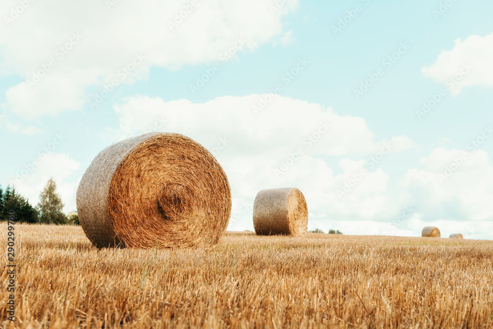 Harvested field with straw bales. Agriculture background with copy space. Summer and autumn harvest concept. Harvested field with straw bales. Agriculture background with copy space. Summer and autumn harvest concept.