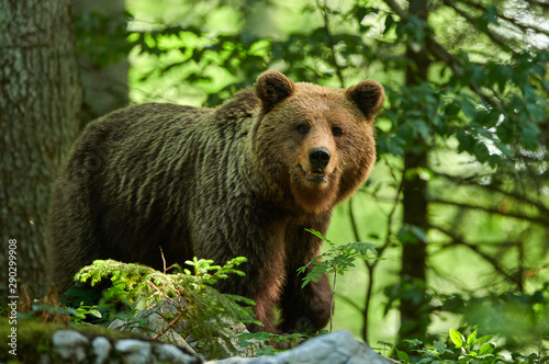 Wild brown bear  Ursus arctos  close up