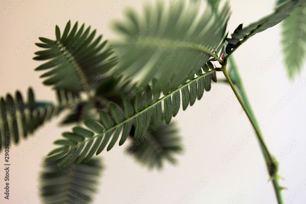Close up of Sensitive plant leaves. Mimosa pudica. Beautiful abstract backgraund. Close up of Sensitive plant leaves. Mimosa pudica. Beautiful abstract backgraund.