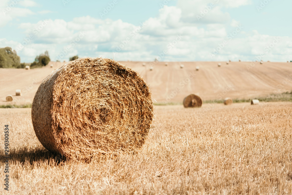 Agriculture background with copy space. Harvested field with straw bales. Summer and autumn harvest concept.