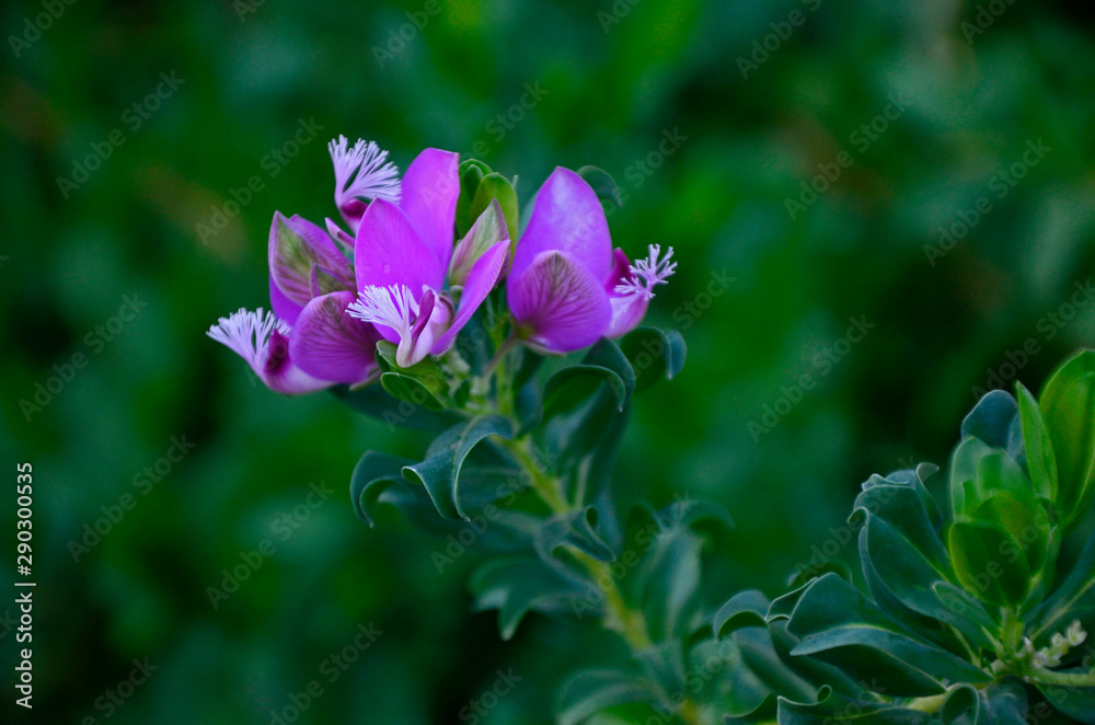 Close up portrait of Polygala myritfolia in a Mediterranean garden