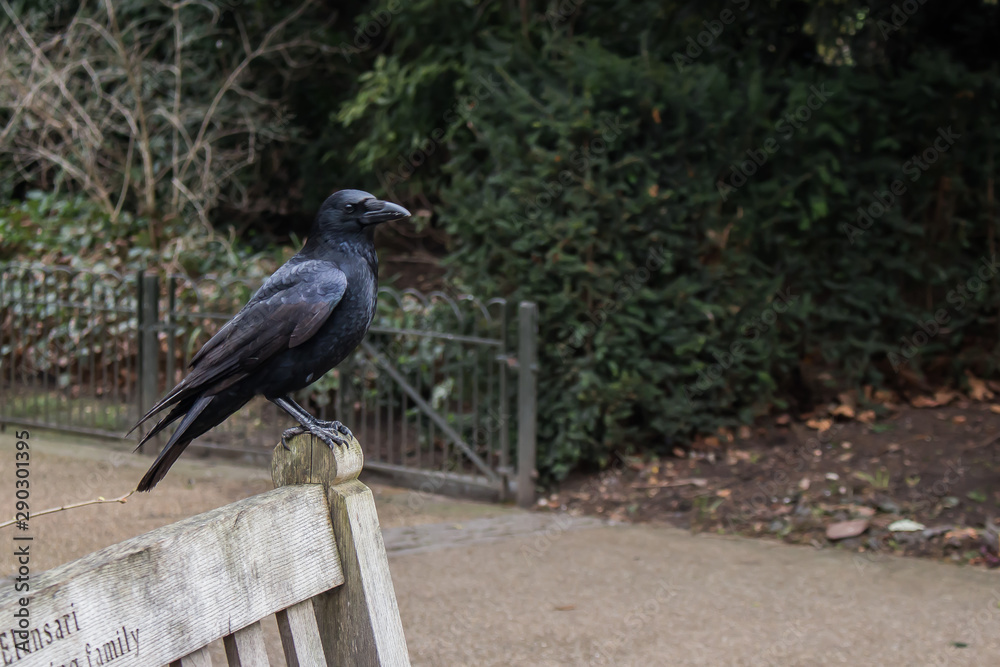 Fototapeta premium A black crow on a bench