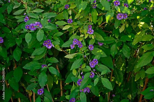 Solanum crispum growing in a Mediterranean garden photo