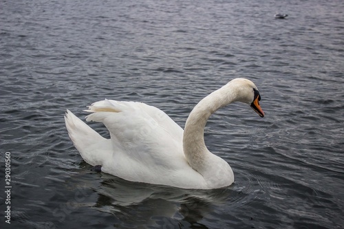 Elegance of a white swan